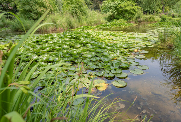 STAGNO VEGETAZIONE - 5305