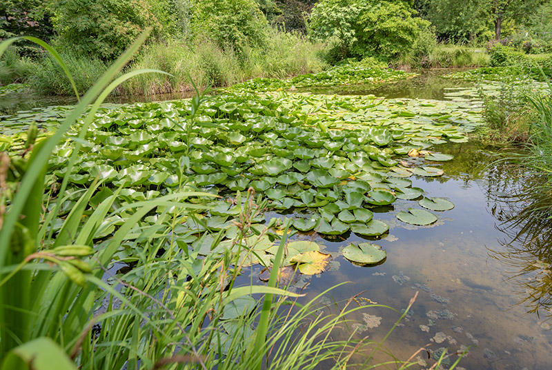 STAGNO VEGETAZIONE - 5305 - immagine 1