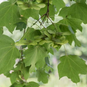 ACER CAMPESTRE - ACERO CAMPESTRE - SAPINDACEAE - 5307