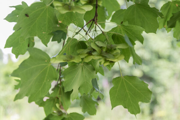 ACER CAMPESTRE - ACERO CAMPESTRE - SAPINDACEAE - 5307