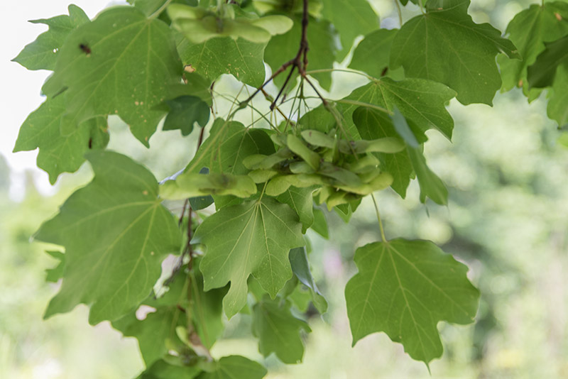ACER CAMPESTRE - ACERO CAMPESTRE - SAPINDACEAE - 5307 - immagine 1