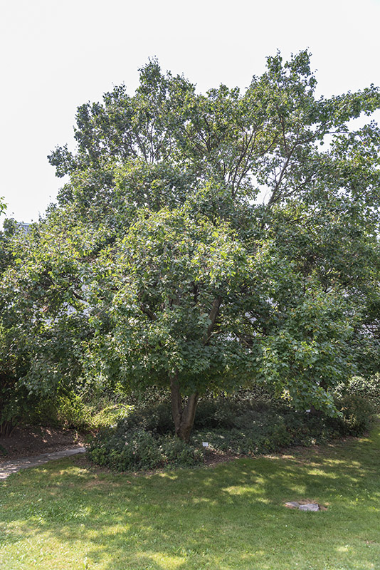 ACER CAMPESTRE - ACERO CAMPESTRE - SAPINDACEAE - 5307