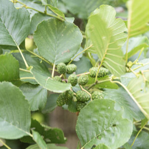 ALNUS GLUTINOSA - ONTANO NERO - BETULACEAE - 5311