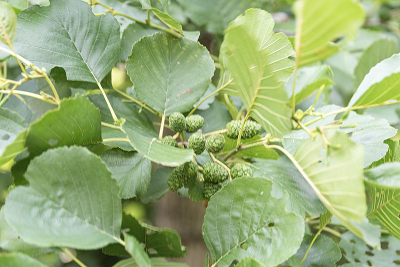 ALNUS GLUTINOSA - ONTANO NERO - BETULACEAE - 5311 - immagine 1