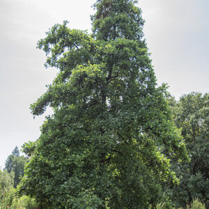 ALNUS GLUTINOSA - ONTANO NERO - BETULACEAE - 5312