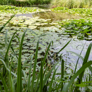 STAGNO VEGETAZIONE - 5314