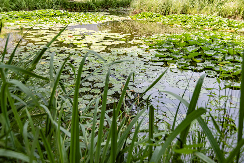 STAGNO VEGETAZIONE - 5314 - immagine 1