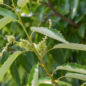 CASTANEA SATIVA - CASTAGNO - FAGACEAE - 5317