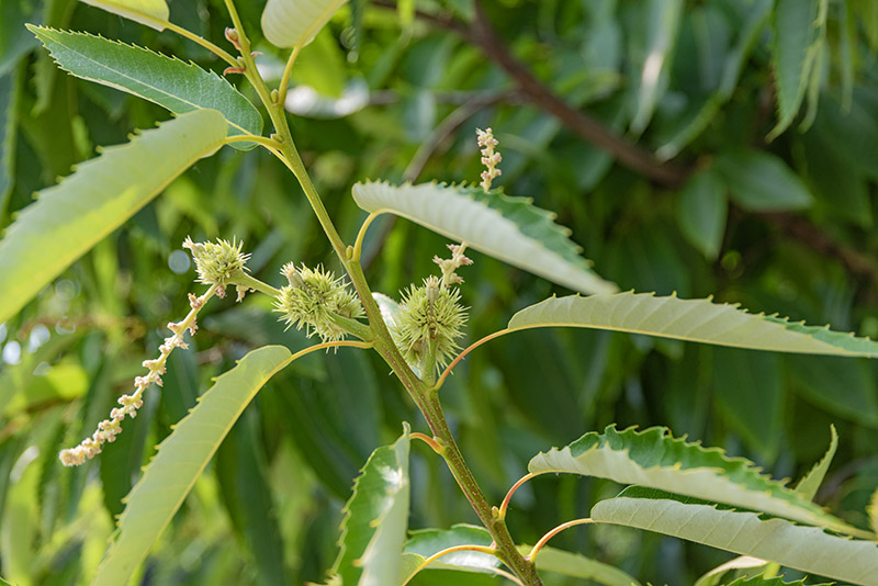 CASTANEA SATIVA - CASTAGNO - FAGACEAE - 5317 - immagine 1