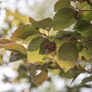 FAGUS SYLVATICA - FAGGIO - FAGACEAE - 5319