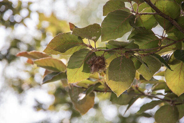 FAGUS SYLVATICA - FAGGIO - FAGACEAE - 5319