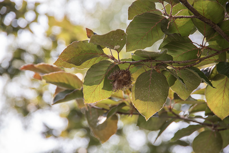 FAGUS SYLVATICA - FAGGIO - FAGACEAE - 5319 - immagine 1