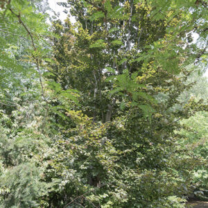 FAGUS SYLVATICA - FAGGIO - FAGACEAE - 5320