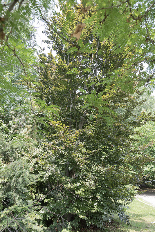 FAGUS SYLVATICA - FAGGIO - FAGACEAE - 5320