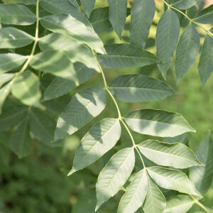 FRAXINUS EXCELSIOR - FRASSINO - OLEACEAE - 5322
