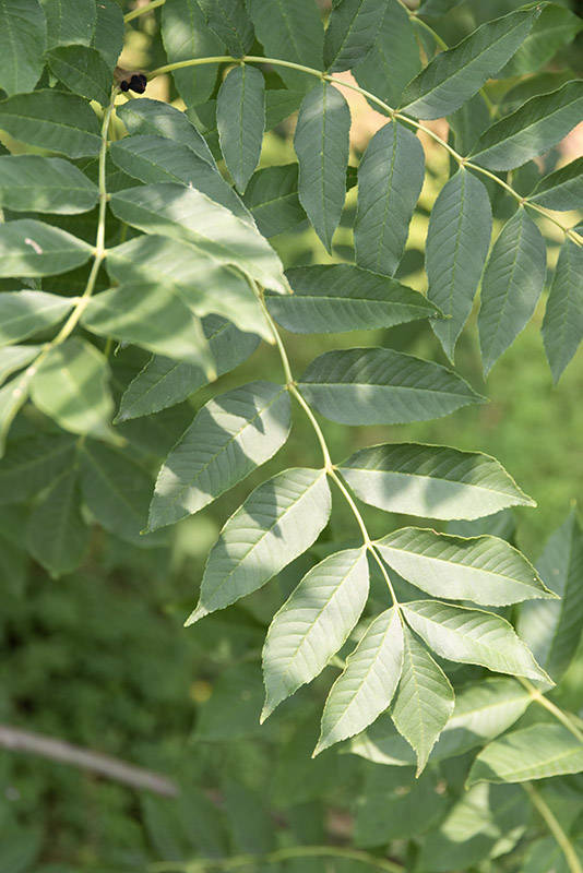 FRAXINUS EXCELSIOR - FRASSINO - OLEACEAE - 5322