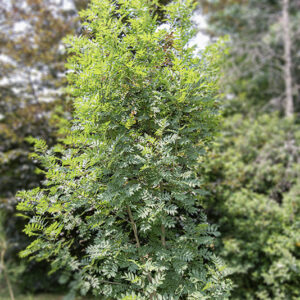 FRAXINUS EXCELSIOR - FRASSINO - OLEACEAE - 5323
