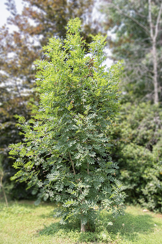 FRAXINUS EXCELSIOR - FRASSINO - OLEACEAE - 5323