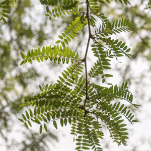 GLEDITSIA TRIACANTHOS - SPINO DI GIUDA - LEGUMINOSAE - 5325