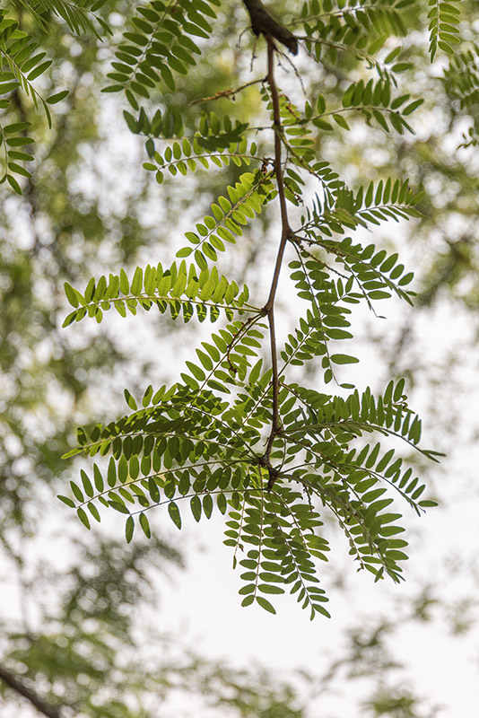 GLEDITSIA TRIACANTHOS - SPINO DI GIUDA - LEGUMINOSAE - 5325