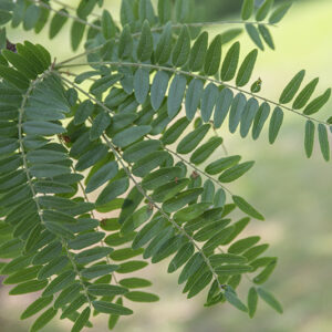 GLEDITSIA TRIACANTHOS - SPINO DI GIUDA - LEGUMINOSAE - 5326