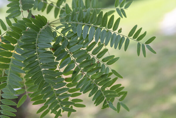 GLEDITSIA TRIACANTHOS - SPINO DI GIUDA - LEGUMINOSAE - 5326