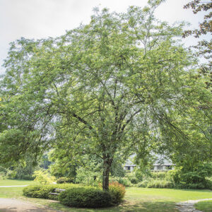 GLEDITSIA TRIACANTHOS - SPINO DI GIUDA - LEGUMINOSAE - 5327