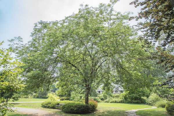 GLEDITSIA TRIACANTHOS - SPINO DI GIUDA - LEGUMINOSAE - 5327