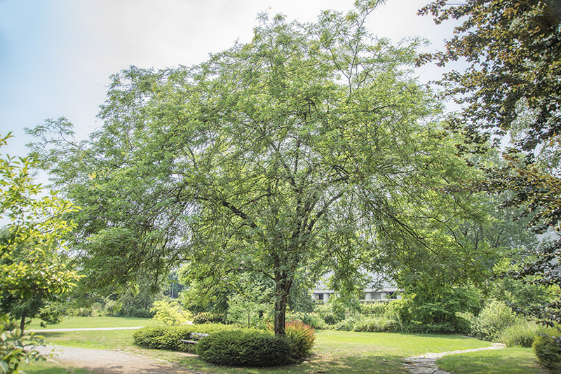 GLEDITSIA TRIACANTHOS - SPINO DI GIUDA - LEGUMINOSAE - 5327 - immagine 1