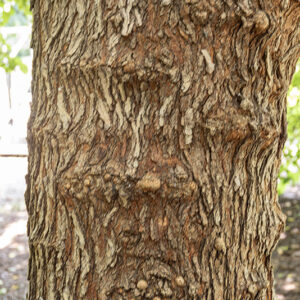 MORUS NIGRA - GELSO - MORACEAE - 5329