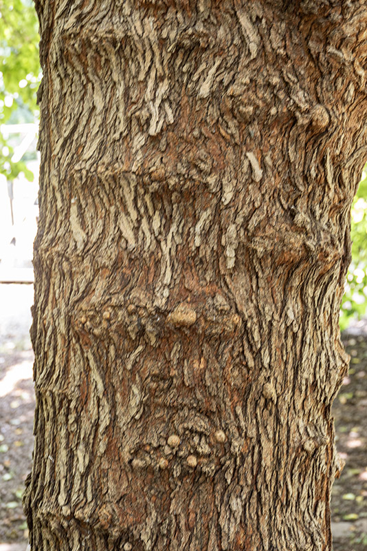 MORUS NIGRA - GELSO - MORACEAE - 5329