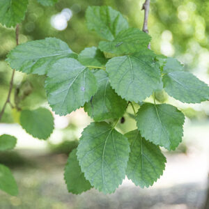 MORUS NIGRA - GELSO - MORACEAE - 5331