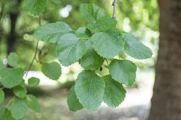 MORUS NIGRA - GELSO - MORACEAE - 5331