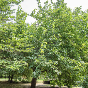 MORUS NIGRA - GELSO - MORACEAE - 5332