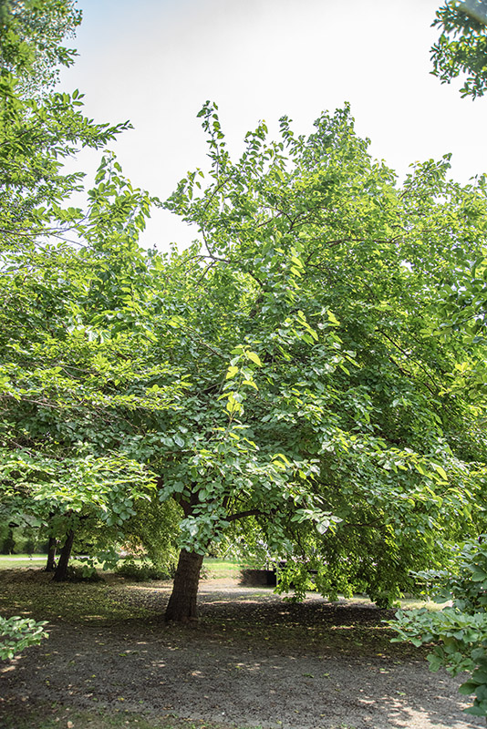MORUS NIGRA - GELSO - MORACEAE - 5332