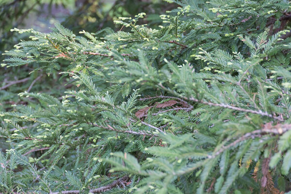 SEQUOIA, SEMPERVIRENS, TAXODIACEAE, CALIFORNIA, USA - 2512