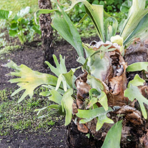 PLATYCERIUM, ALCICORNE, POLYPODIACEAE, AUSTRALIA - 2519