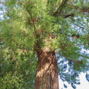 CRYPTOMERIA, JAPONICA, TAXODIACEAE, CINA, GIAPPONE - 2517