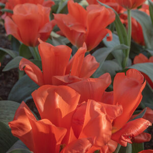 TULIPA, TULIPANO, GIAIANT ORANGE SUNSET, LILIACEAE - 2534