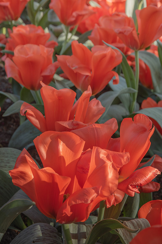 TULIPA, TULIPANO, GIAIANT ORANGE SUNSET, LILIACEAE - 2534