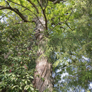 PTEROCARYA FRAXINIFOLIA, JUGLANDACEAE, CAUCASO, IRAN - 2625