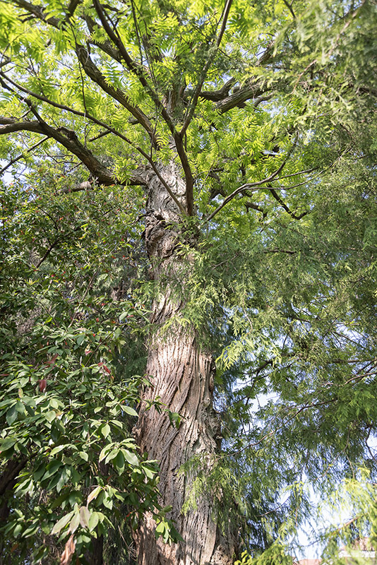 PTEROCARYA FRAXINIFOLIA, JUGLANDACEAE, CAUCASO, IRAN - 2625