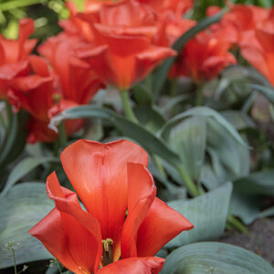 TULIPA, TULIPANO, GIANT ORANGE SUNSET, LILIACEAE - 2649