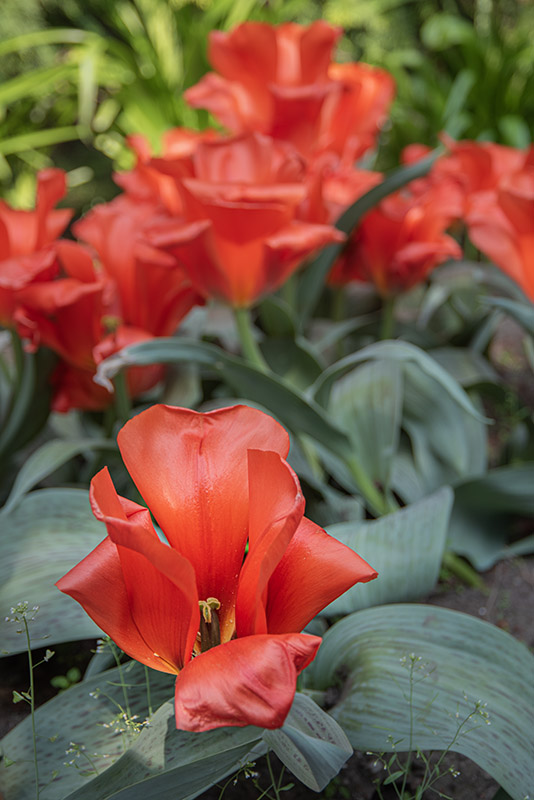TULIPA, TULIPANO, GIANT ORANGE SUNSET, LILIACEAE - 2649