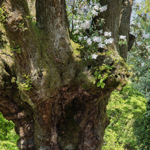 CASTANEA SATIVA - PIANTATA NEL 1700 CA - 2682