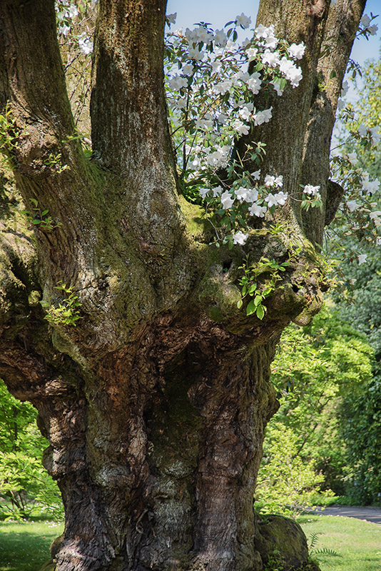 CASTANEA SATIVA - PIANTATA NEL 1700 CA - 2682