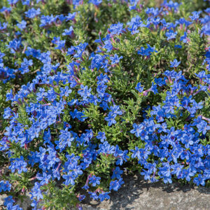 LITHODORA DIFFUSA, BORAGINACEAE - 2784