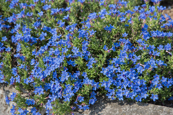 LITHODORA DIFFUSA, BORAGINACEAE - 2784