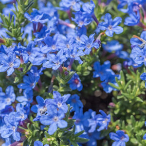 LITHODORA DIFFUSA, BORAGINACEAE - 2783