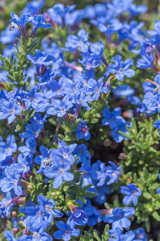 LITHODORA DIFFUSA, BORAGINACEAE - 2783